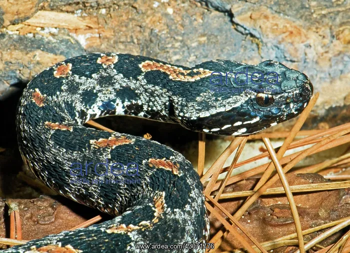 : Pygmy Rattlesnake : Pygmy Rattlesnake
