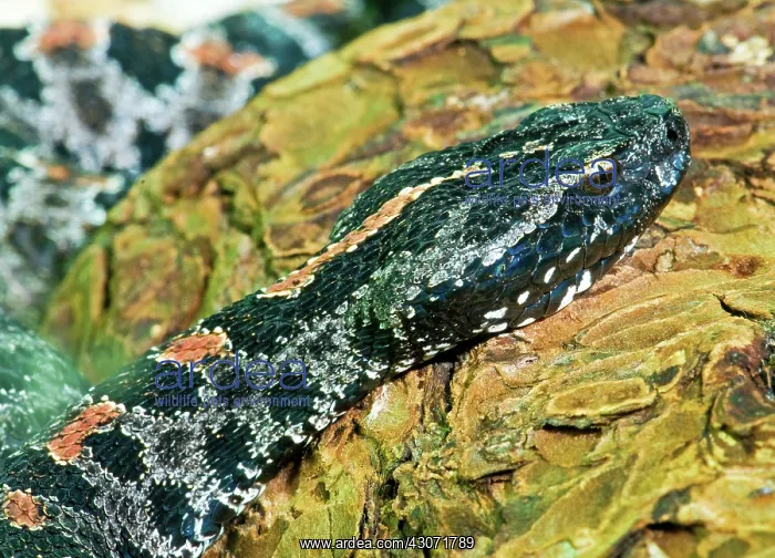 : Pygmy Rattlesnake : Pygmy Rattlesnake