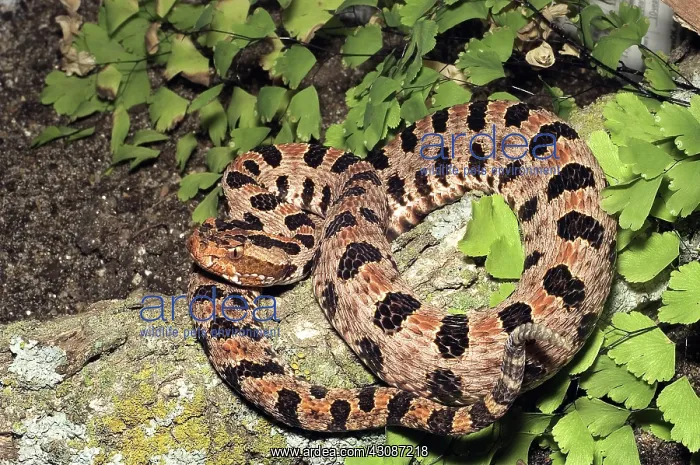 : Pygmy Rattlesnake : Pygmy Rattlesnake
