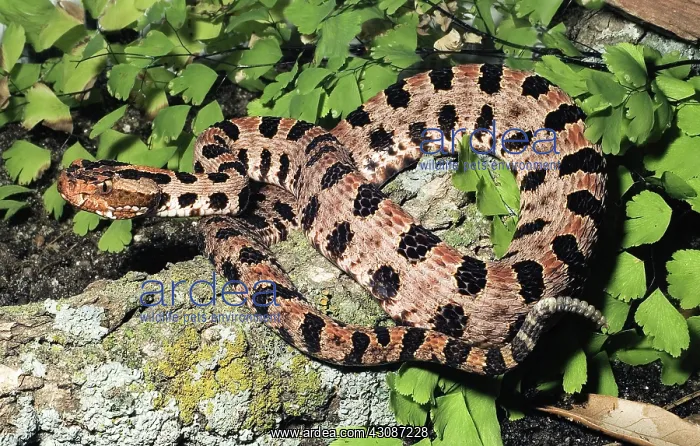 : Pygmy Rattlesnake : Pygmy Rattlesnake
