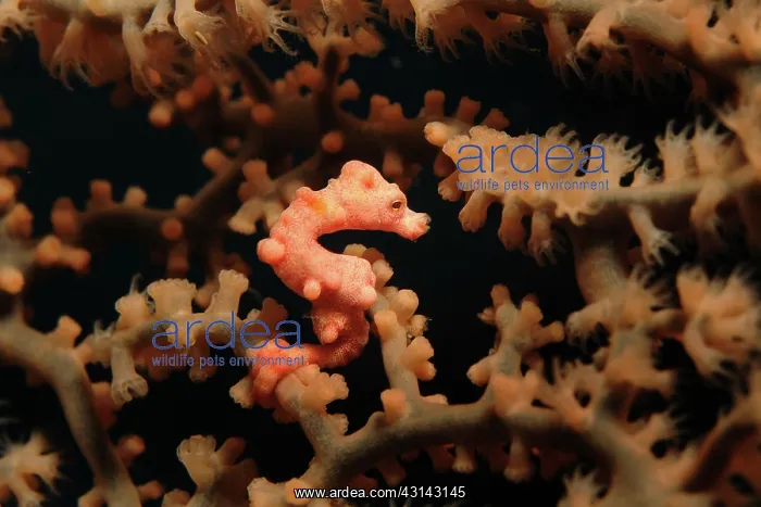 : Pygmy Seahorse : Pygmy Seahorse