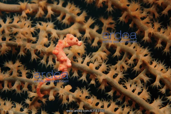 : Pygmy Seahorse : Pygmy Seahorse