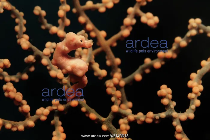 : Pygmy Seahorse : Pygmy Seahorse