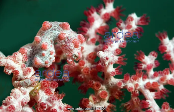 : Pygmy Seahorse : Pygmy Seahorse