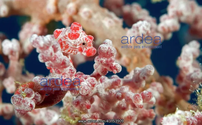 : Pygmy Seahorse : Pygmy Seahorse