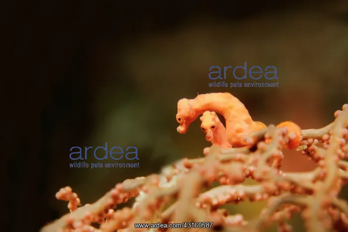: Pygmy Seahorse : Pygmy Seahorse