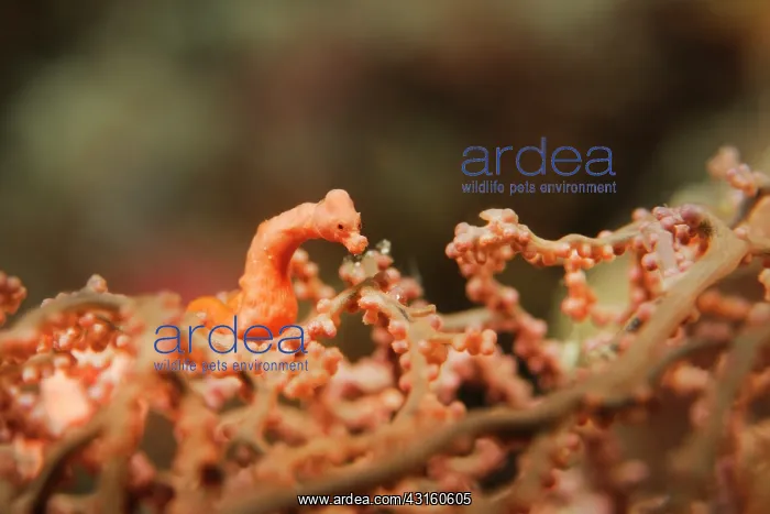 : Pygmy Seahorse : Pygmy Seahorse