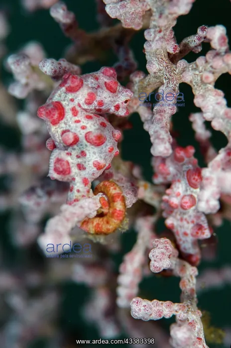 : Pygmy Seahorse : Pygmy Seahorse