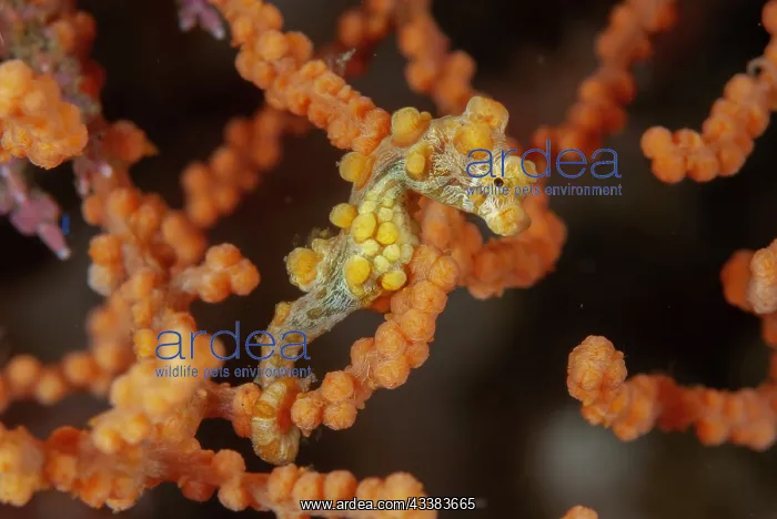 : Pygmy Seahorse : Pygmy Seahorse