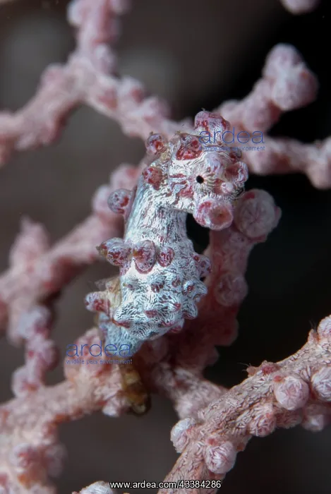 : Pygmy Seahorse : Pygmy Seahorse