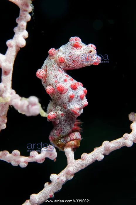 : Pygmy Seahorse : Pygmy Seahorse