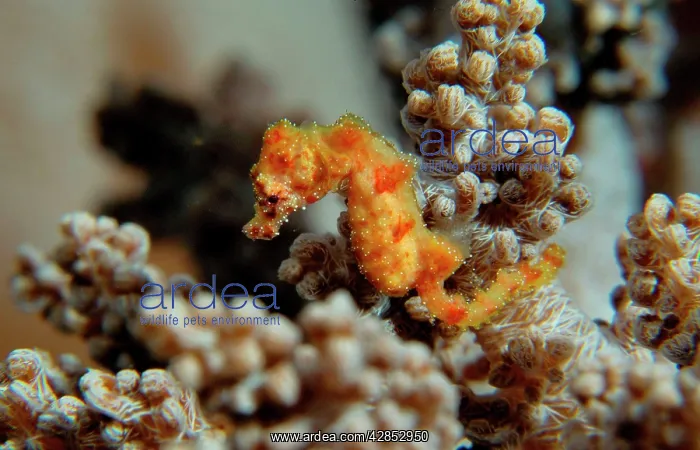 : Pygmy Seahorse - this is the a new kind of Pigmy : Pygmy Seahorse - this is the a new kind of Pigmy