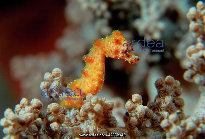 : Pygmy Seahorse - this is a new kind of Pigmy seahorse : Pygmy Seahorse - this is a new kind of Pigmy seahorse