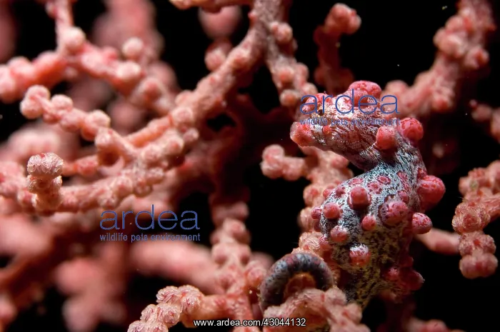 : Pygmy Seahorse in Pink Fan : Pygmy Seahorse in Pink Fan