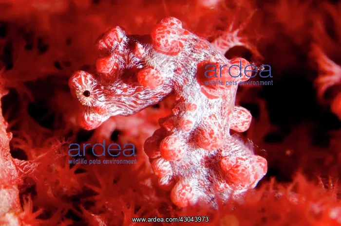: Pygmy Seahorse in red coral : Pygmy Seahorse in red coral