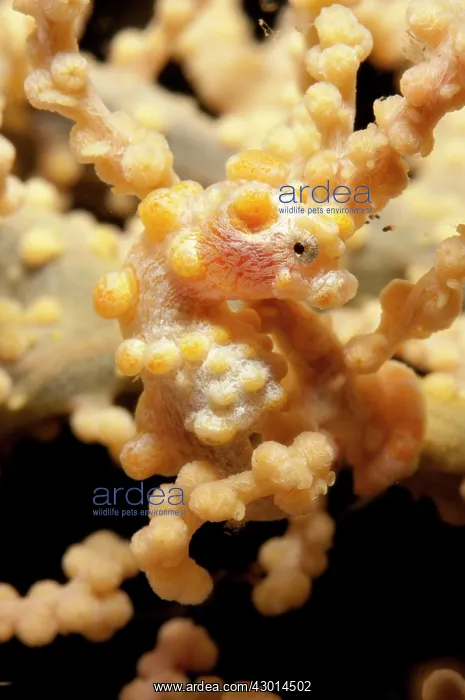 : Pygmy Seahorse on sea fan : Pygmy Seahorse on sea fan