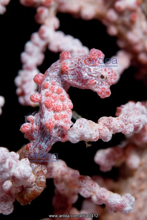  : Pygmy Seahorse on sea fan