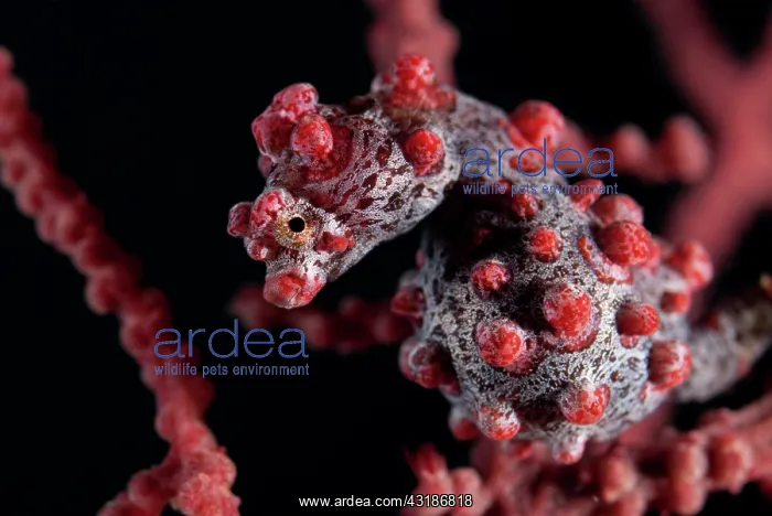 : Pygmy Seahorse - on sea fan : Pygmy Seahorse - on sea fan