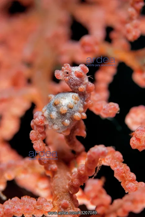 : Pygmy Seahorse - on sea fan : Pygmy Seahorse - on sea fan