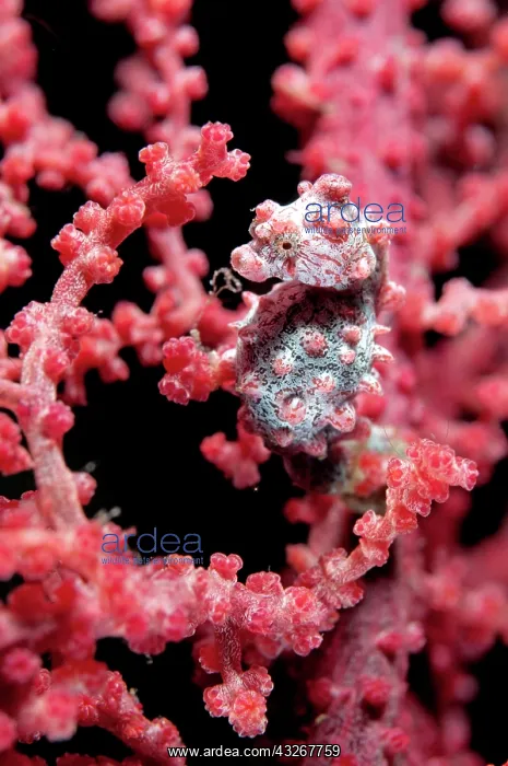 : Pygmy Seahorse - on sea fan : Pygmy Seahorse - on sea fan