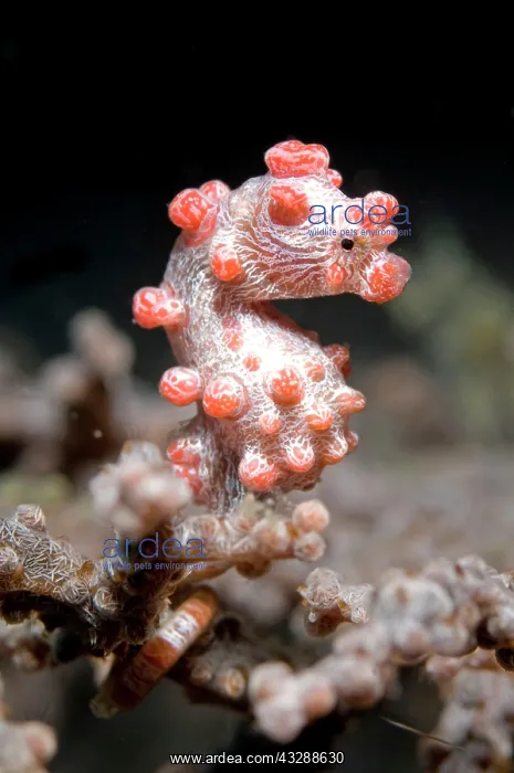 : Pygmy Seahorse - on sea fan : Pygmy Seahorse - on sea fan