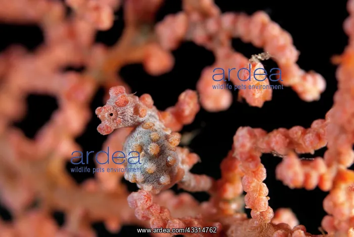 : Pygmy Seahorse - on sea fan : Pygmy Seahorse - on sea fan