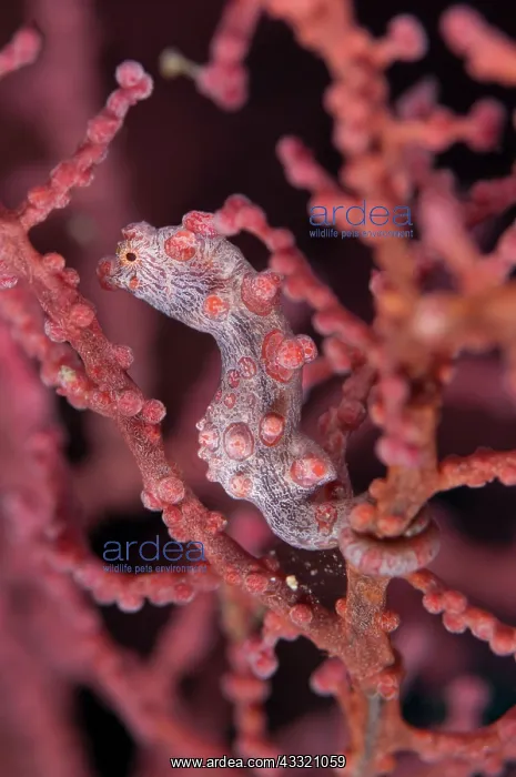 : Pygmy Seahorse - on sea fan : Pygmy Seahorse - on sea fan