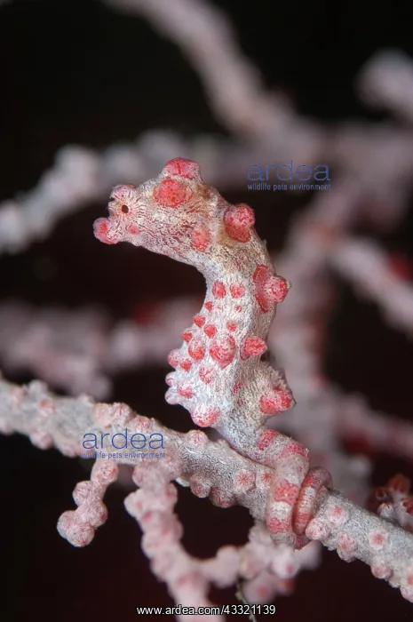 : Pygmy Seahorse - on sea fan : Pygmy Seahorse - on sea fan