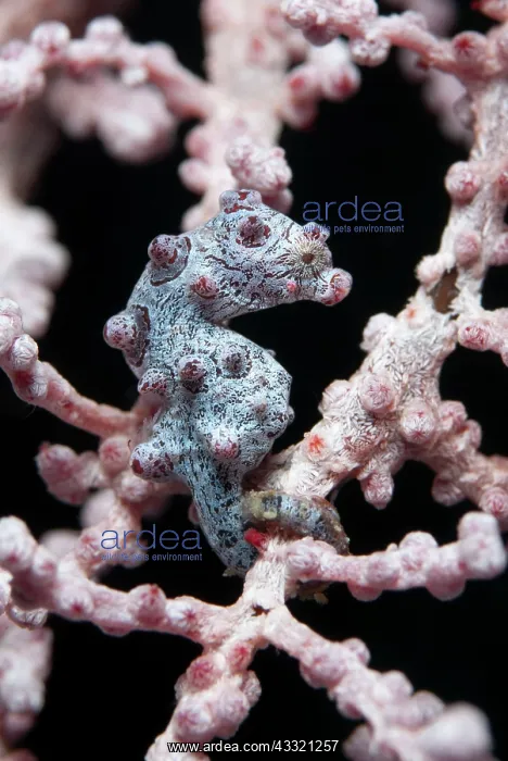 : Pygmy Seahorse - on sea fan : Pygmy Seahorse - on sea fan