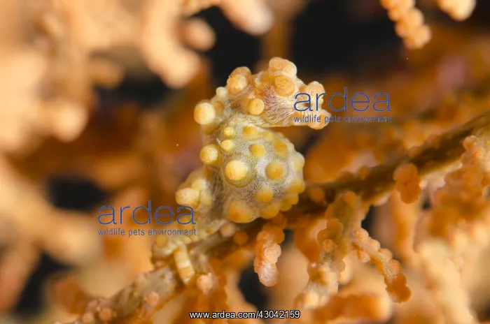 : Pygmy Seahorse - on sea fan - Tanjung Tebal dive : Pygmy Seahorse - on sea fan - Tanjung Tebal dive
