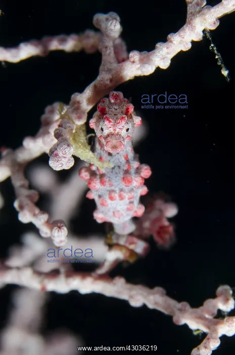 : Pygmy Seahorse - on sea fan - Yilliet Kecil dive : Pygmy Seahorse - on sea fan - Yilliet Kecil dive
