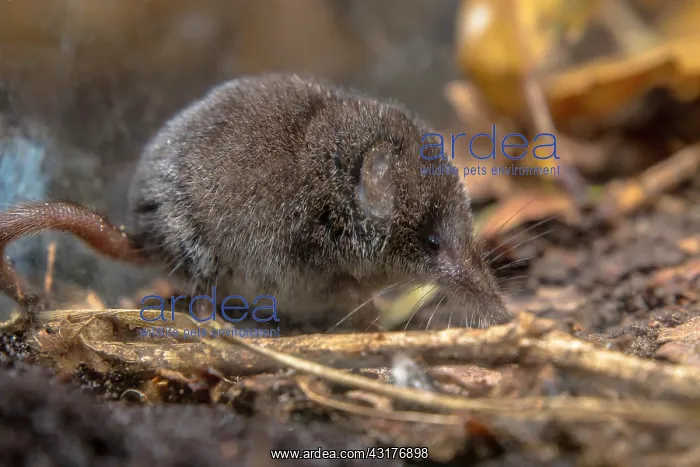 : Pygmy shrew : Pygmy shrew