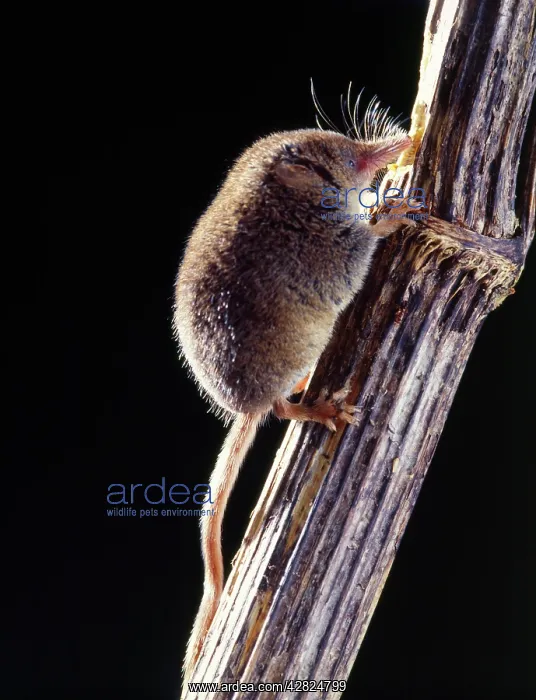 : PYGMY SHREW - climbing branch : PYGMY SHREW - climbing branch