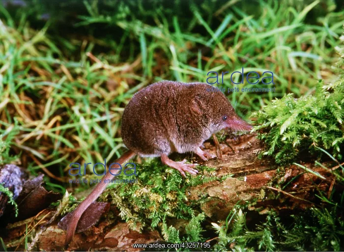 : PYGMY SHREW - on log : PYGMY SHREW - on log