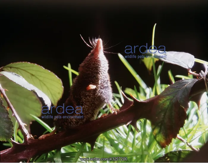  : Pygmy SHREW - sniffing the air