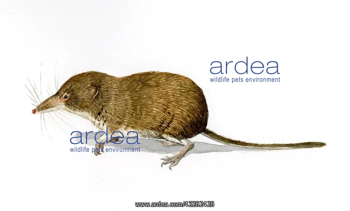 : Pygmy Shrew (Sorex minutus) walking over the gr : Pygmy Shrew (Sorex minutus) walking over the gr