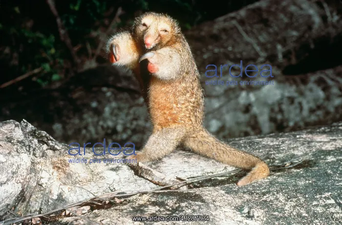 : Pygmy or Silky Anteater (Cyclopes didactylus) standing on it : Pygmy or Silky Anteater (Cyclopes didactylus) standing on it