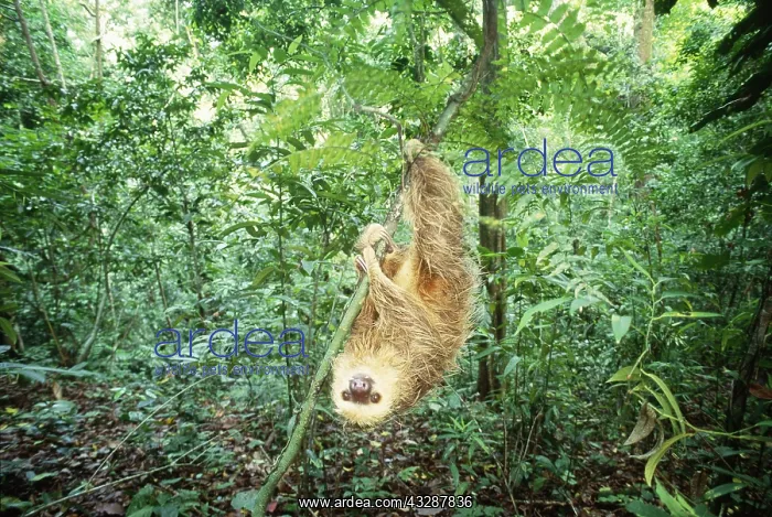 : Pygmy or Silky Anteater (Cyclopes didactylus) standing : Pygmy or Silky Anteater (Cyclopes didactylus) standing