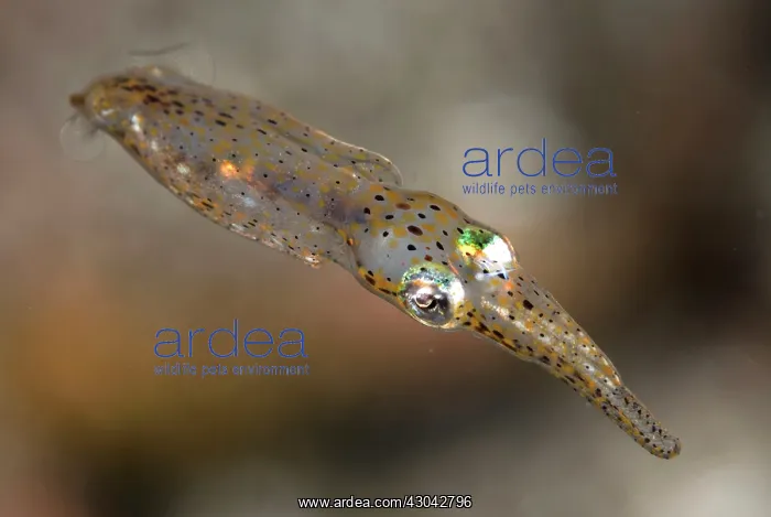 : Pygmy Squid : Pygmy Squid