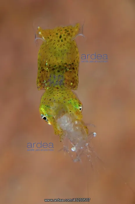 : Pygmy Squid with shrimp (Palaemonidae Family) : Pygmy Squid with shrimp (Palaemonidae Family)