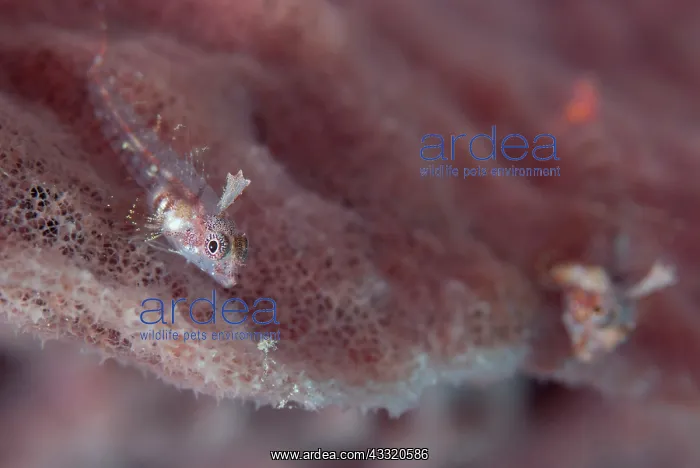 : Pygmy Triplefins - on sponge : Pygmy Triplefins - on sponge