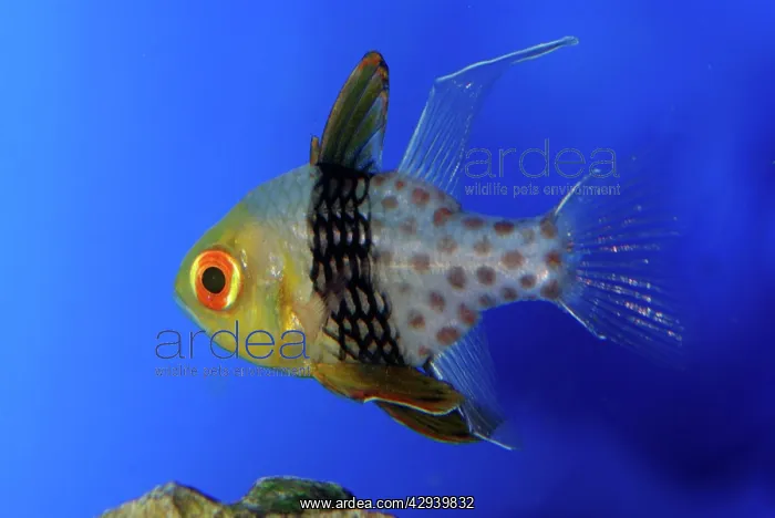: Pyjama Cardinalfish : Pyjama Cardinalfish