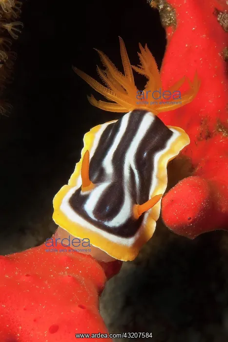 : Pyjama star snail (Chromodoris quadricolor), nud : Pyjama star snail (Chromodoris quadricolor), nud