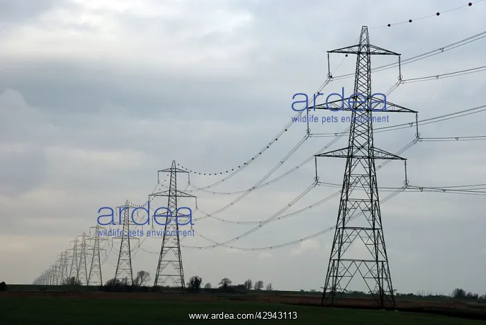 : Pylon line Norfolk, UK : Pylon line Norfolk, UK