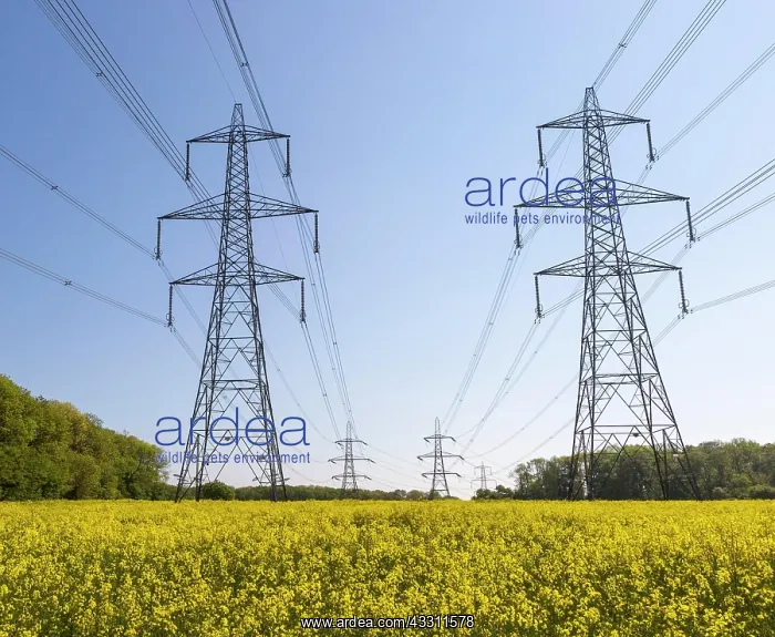 : Pylons carrying high voltage electricity cables : Pylons carrying high voltage electricity cables