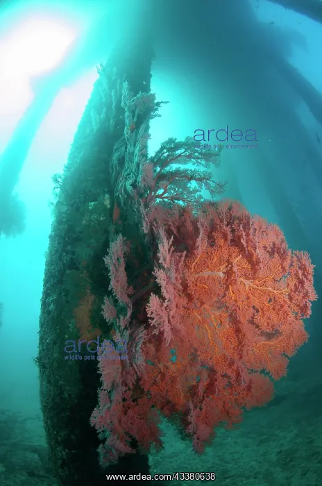 : Pylons with Sea Fans : Pylons with Sea Fans