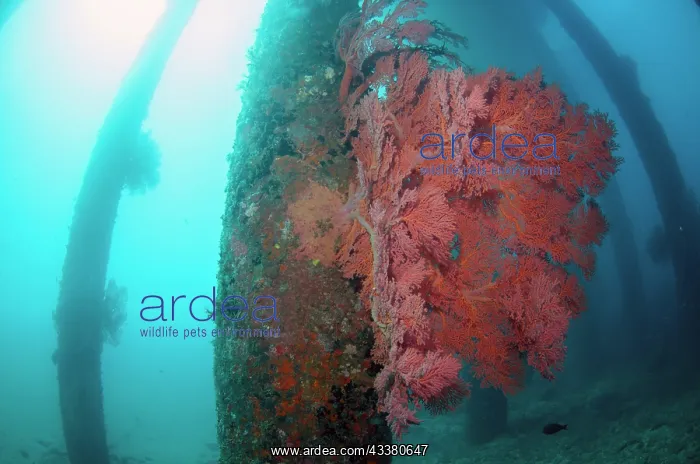 : Pylons with Sea Fans : Pylons with Sea Fans