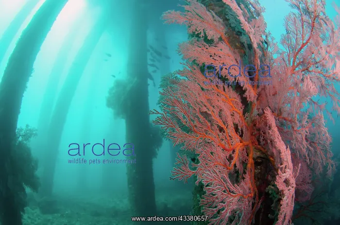 : Pylons with Sea Fans : Pylons with Sea Fans