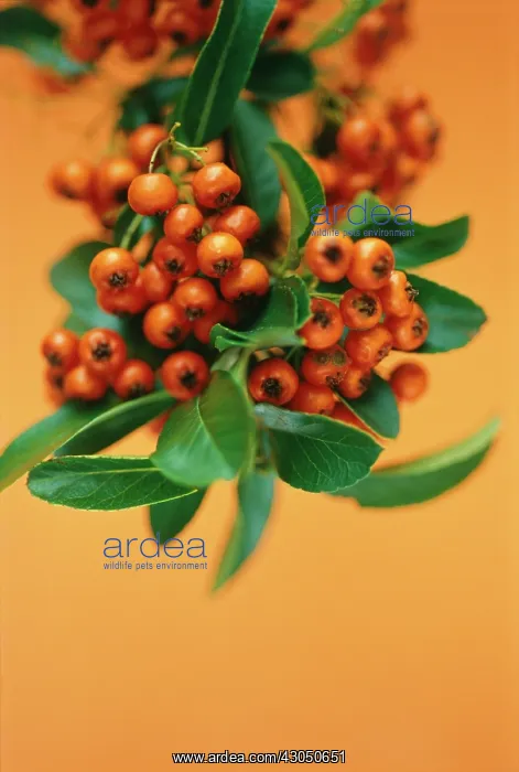 : Pyracantha : Pyracantha
