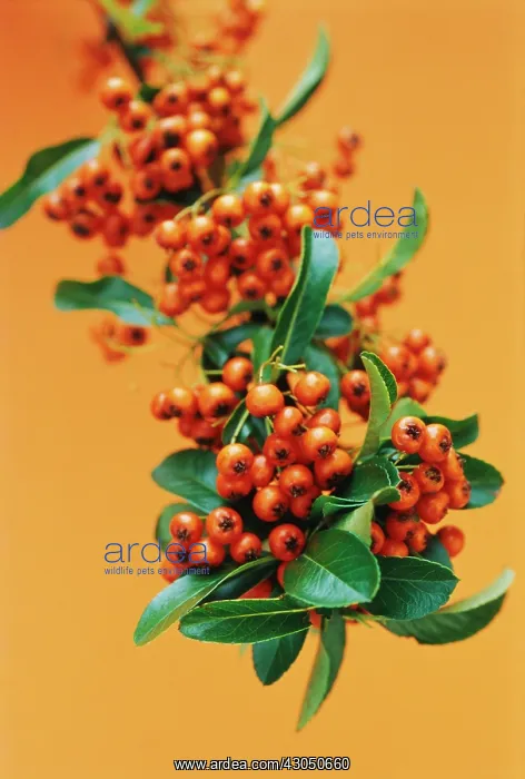  : Pyracantha